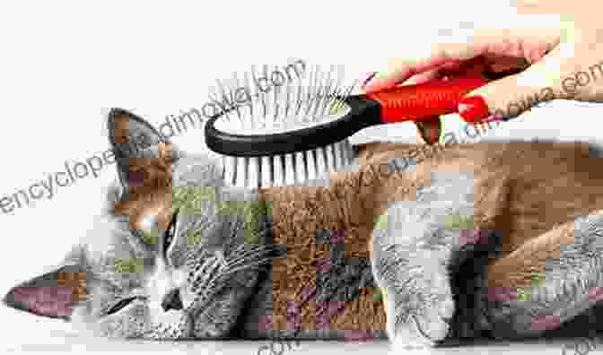 A Cat Meticulously Grooming Its Fur DK Reader Level 2: Cats And Kittens (DK Readers Level 2)