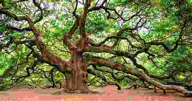 A Majestic Oak Tree Stands Tall, Symbolizing Strength, Resilience, And Growth As An Oak Tree Grows