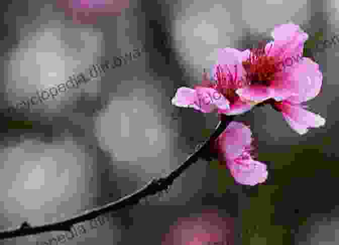 A Photograph Of A Single Cherry Blossom Petal Floating On The Surface Of A Stream, Evoking A Sense Of Fragility And Impermanence. Fallen Flower G Wayne Miller