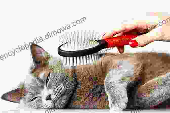 A Woman Gently Brushing A Cat's Fur DK Reader Level 2: Cats And Kittens (DK Readers Level 2)