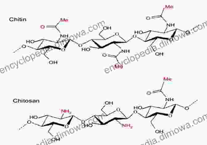 Chemical Structure Of Chitin And Chitosan Handbook Of Chitin And Chitosan: Volume 1: Preparation And Properties