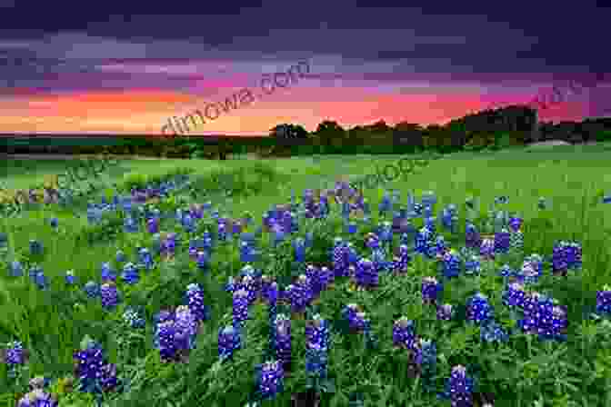 Field Of Blooming Wildflowers In The Everglades Everglades Wildflowers: A Field Guide To Wildflowers Of The Historic Everglades Including Big Cypress Corkscrew And Fakahatchee Swamps (Wildflowers In The National Parks Series)