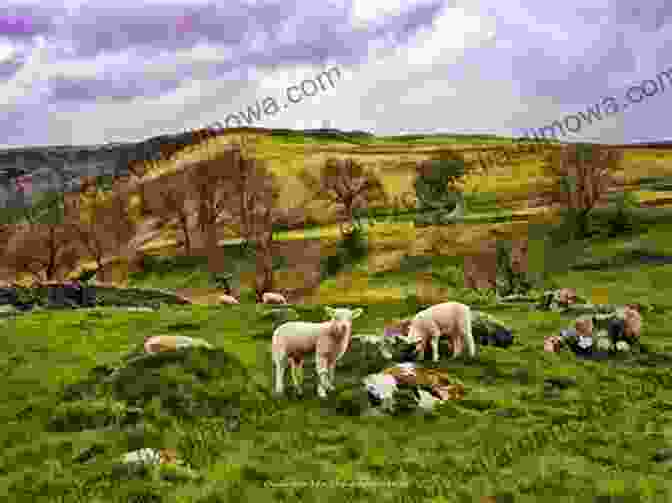 Local Farmer Tending Sheep In The Yorkshire Dales 50 Gems Of The Yorkshire Dales