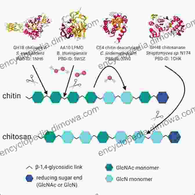 Scientists Conducting Research On Chitin And Chitosan Handbook Of Chitin And Chitosan: Volume 1: Preparation And Properties