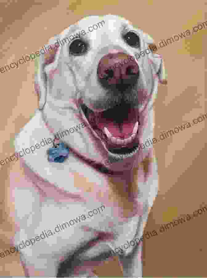 Showcase Of Beautiful Pet Portraits Painters Quick Reference: Cats Dogs (Painter S Quick Reference)