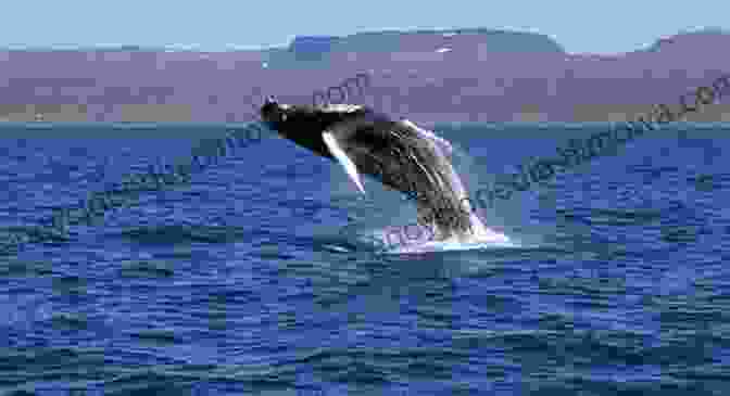 The Whales Of Iceland The Museum Of Whales You Will Never See: And Other Excursions To Iceland S Most Unusual Museums