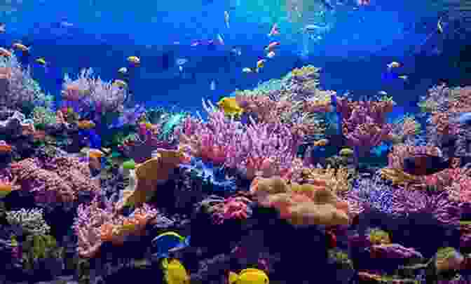 Thriving Coral Reef Teeming With Diverse Species Of Fishes, Showcasing Their Vibrant Colors And Intricate Patterns. Ecology Of Fishes On Coral Reefs